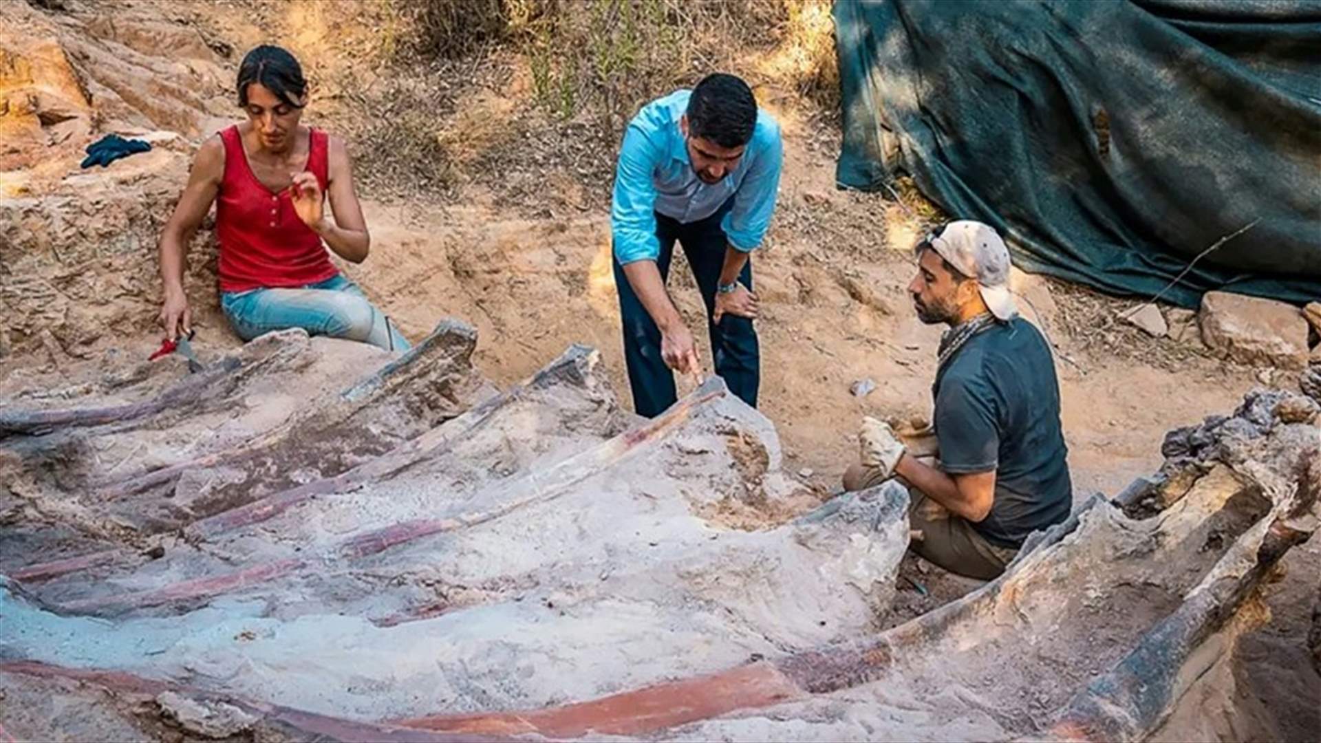في البرتغال...العثور على ديناصور صوروبودا ضخم