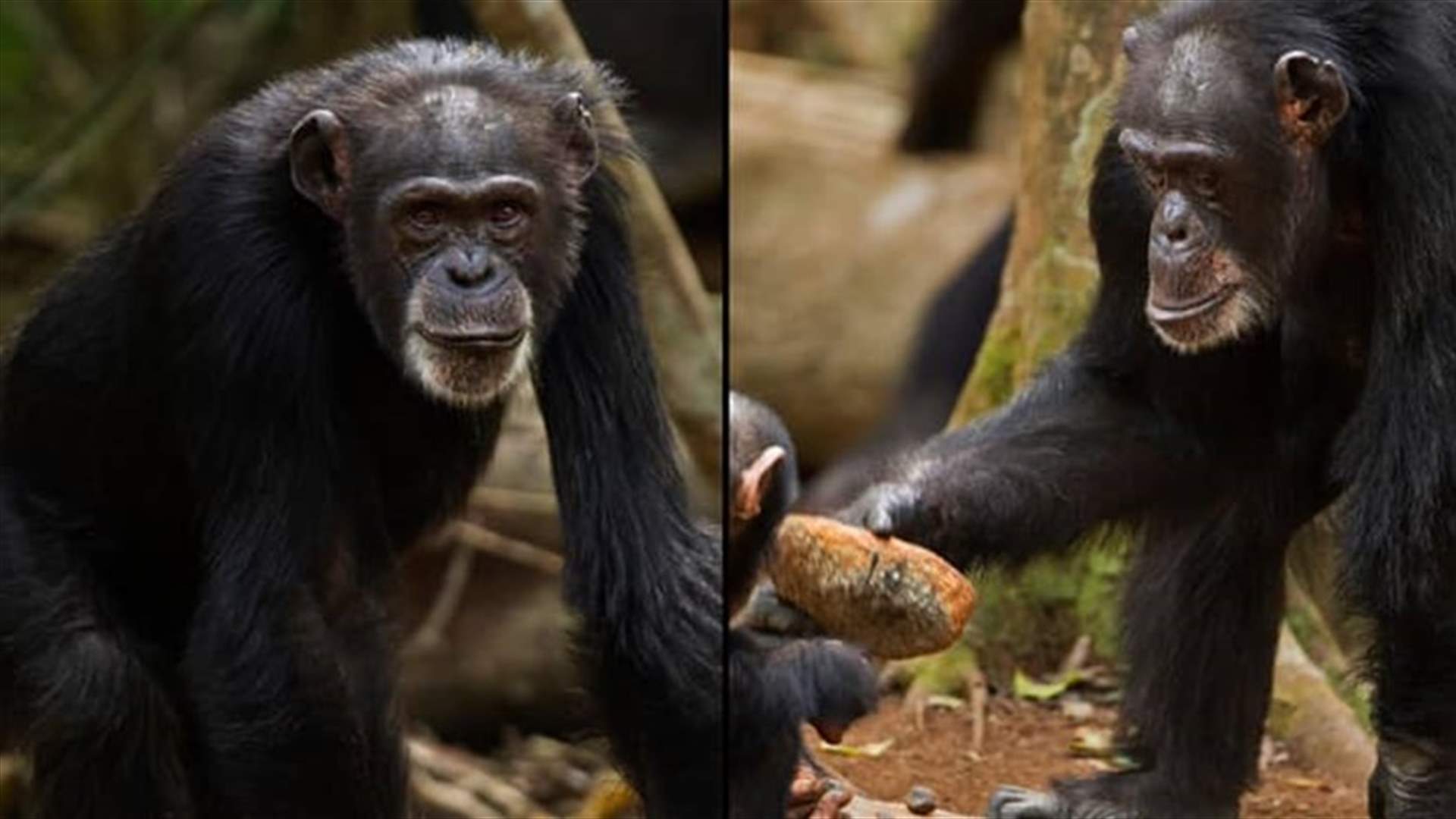 &quot;فانا&quot;...نفوق أكبر شمبانزي في غينيا عن 71 عاماً