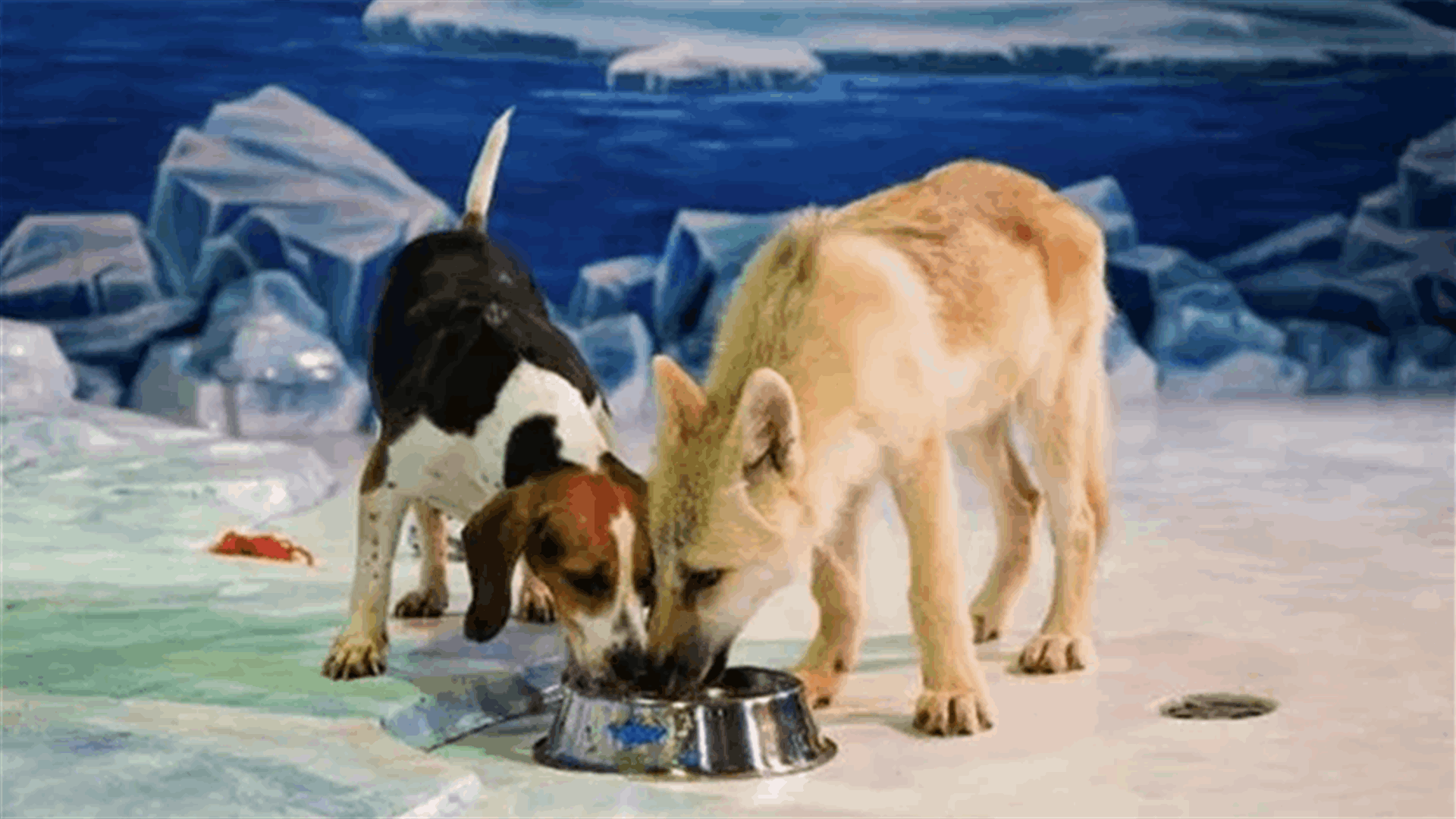 الأول من نوعه في العالم... استنساخ ذئب قطبي من كلب في الصين! (فيديو)