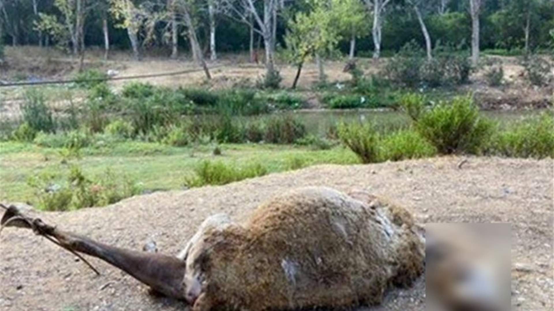 مسلسل تعذيب وقتل الحيوانات... هل من حلّ ينهيه؟ وكيف نتصرف تجاه أي حيوان نعتبره خطراً؟