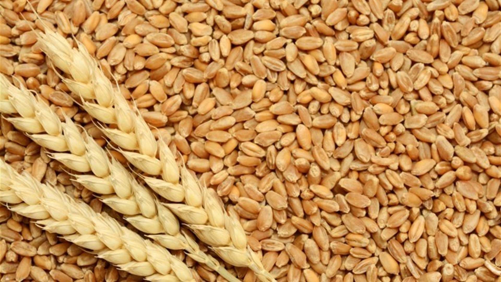 خطة القمح موضوع بحث بين وزير الزراعة وممثل برنامج الأغذية العالمي في لبنان