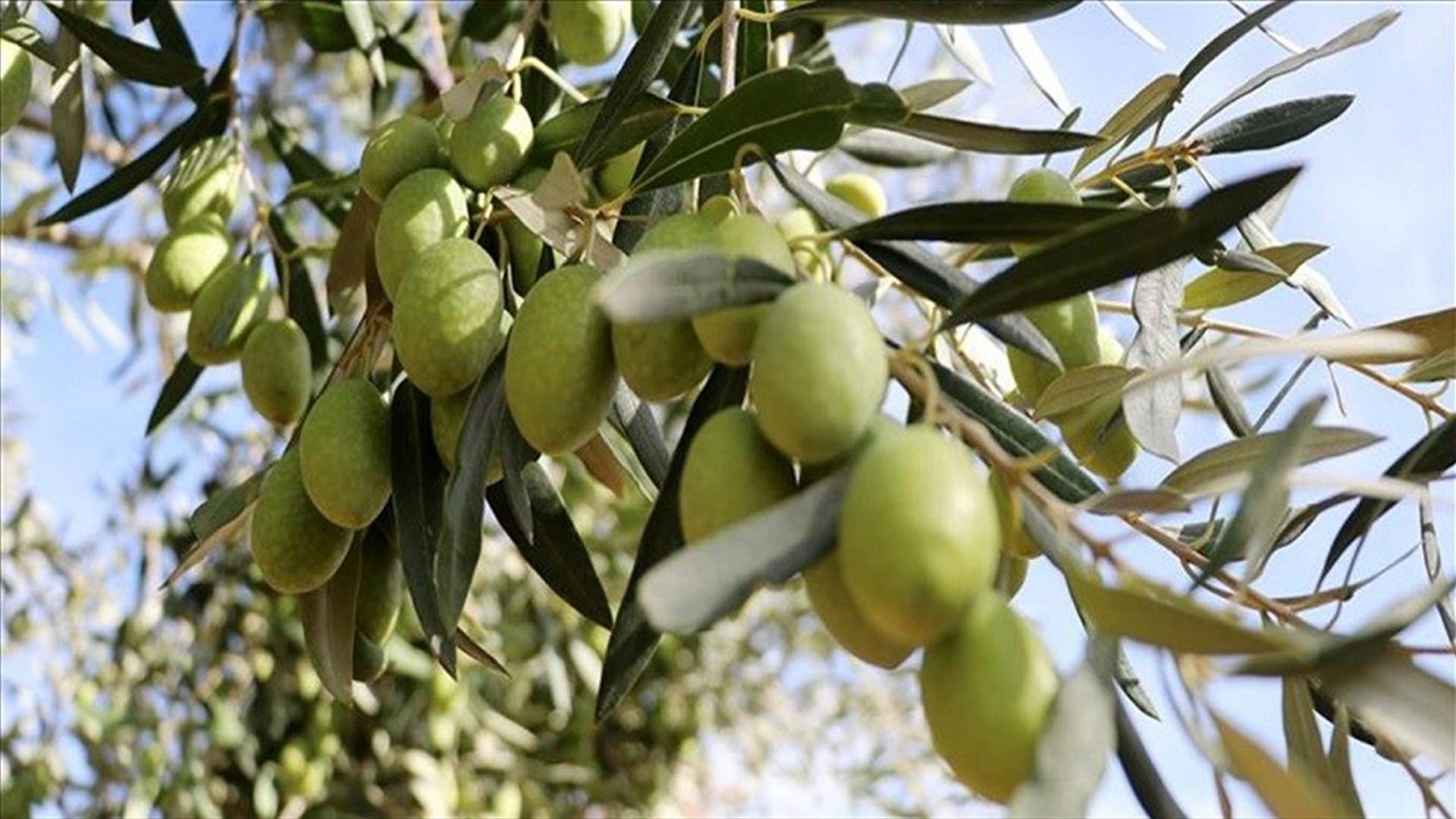 تجمع الهيئات الممثلة لقطاع الزيتون يحدد إيجار عمال القطاف