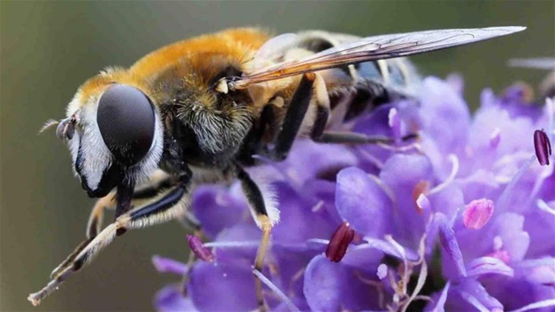 أكثر من ثلث أنواع السرفات مهددة بالانقراض في أوروبا