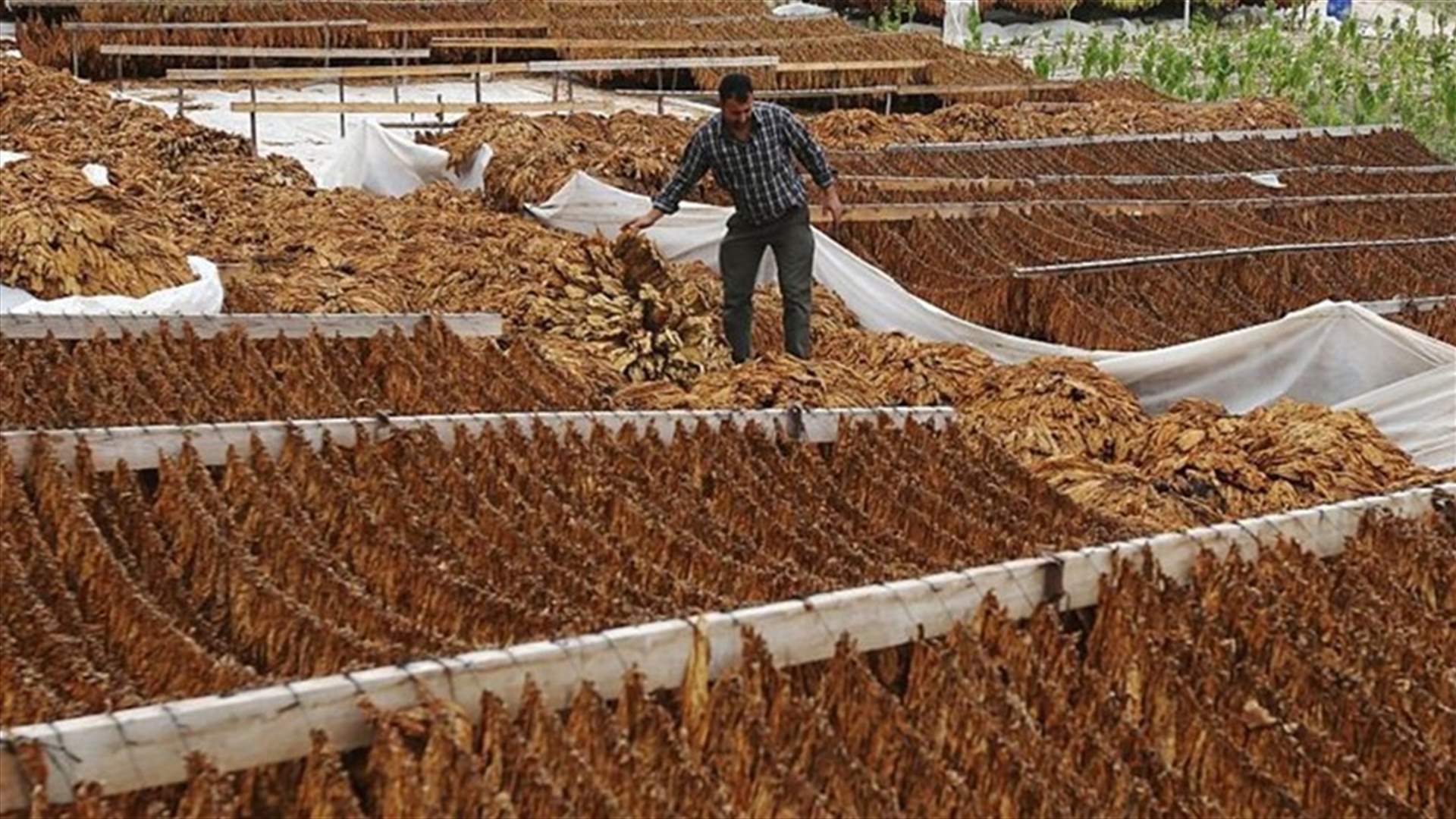 "الريجي" تبدأ في 25 الجاري بتسلّم محاصيل المزارعين شمالاً