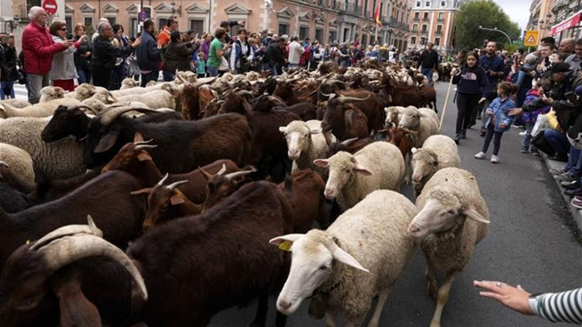 إشارة مرور طبيعية... الأغنام تقطع شوارع مدريد في هجرتها للمراعي الشتوية