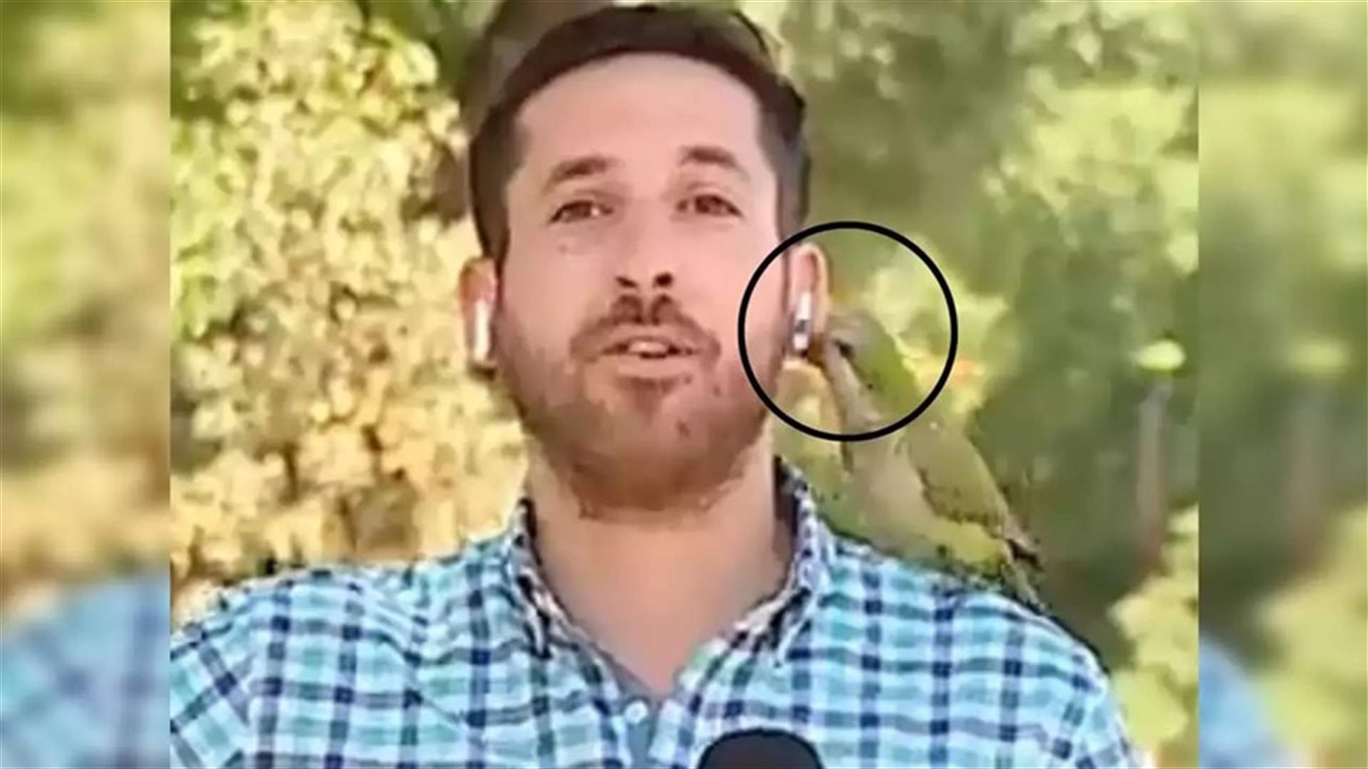 في موقف طريف... ببغاء يسرق سماعة مراسل من أذنه مباشرةً على الهواء (فيديو)
