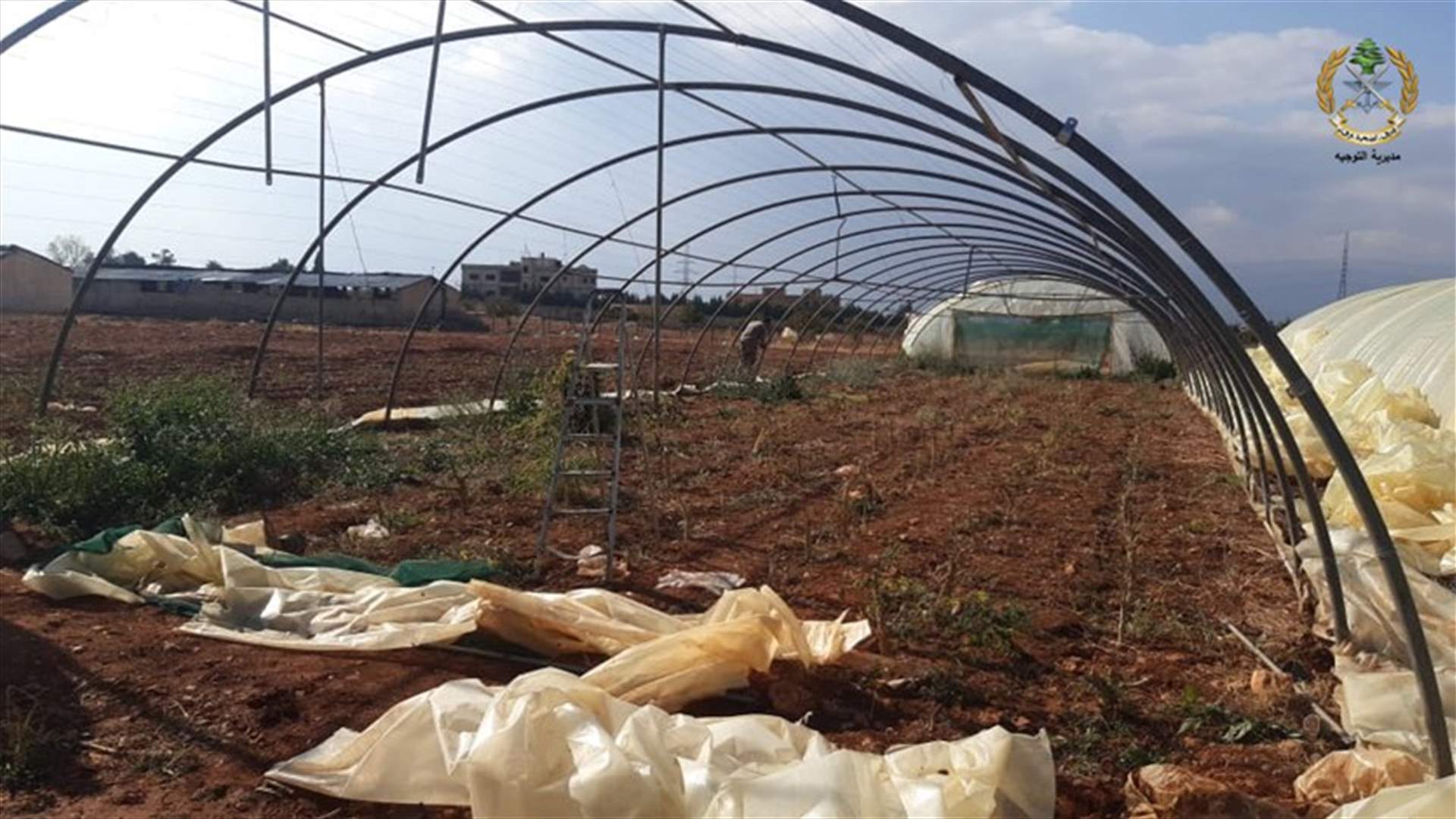 دورية من الجيش تتلف كمية من الماريغوانا مزروعة داخل خيم