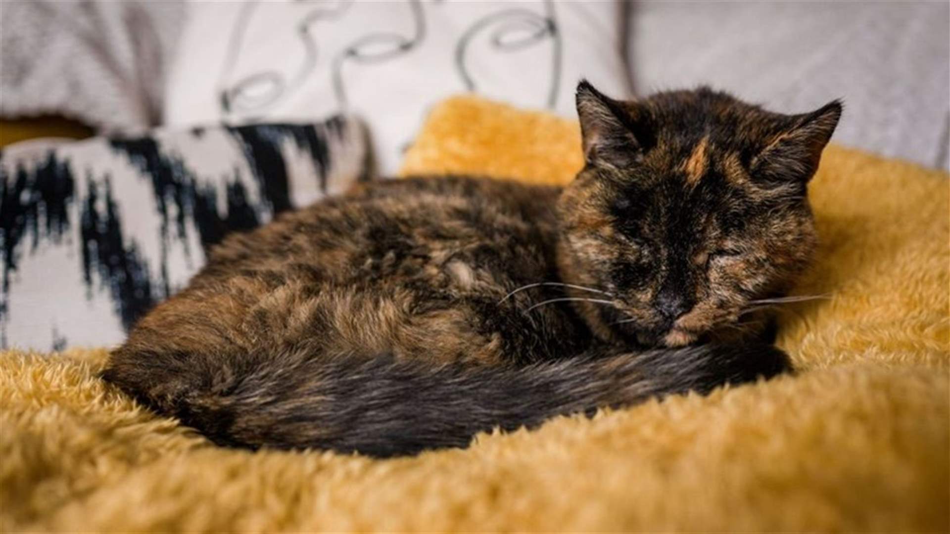 القطة فلوسي تدخل غينيس كأكبر قطة حية في العالم... كم عمرها؟