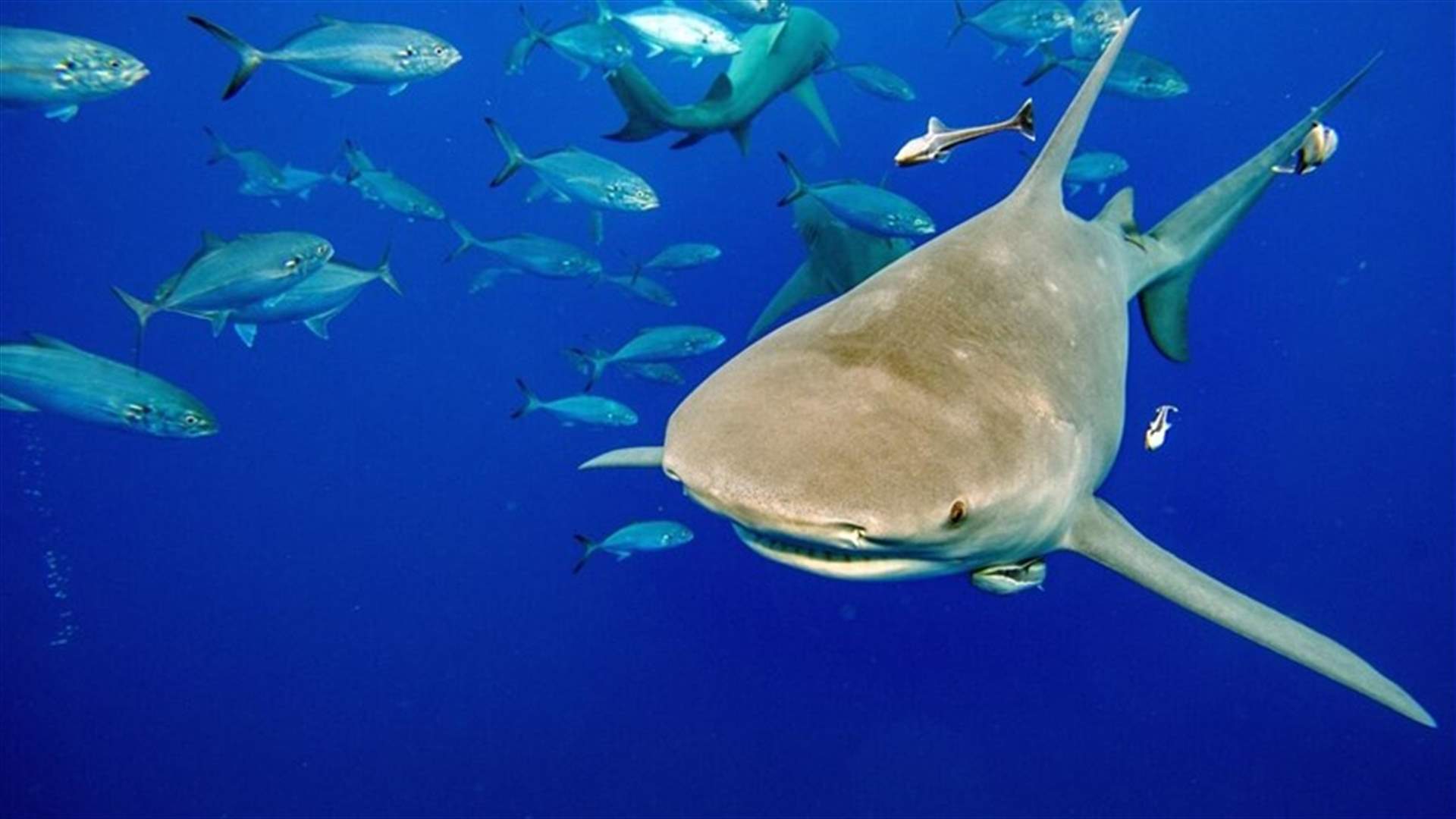 قرار &quot;تاريخي&quot; حول سمك القرش المهدد بالانقراض... ماذا جاء فيه؟