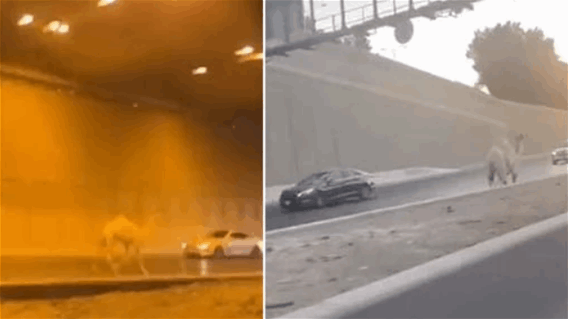 في السعودية... جمل يتجوّل بين السيارات على الطريق السريع (فيديو)