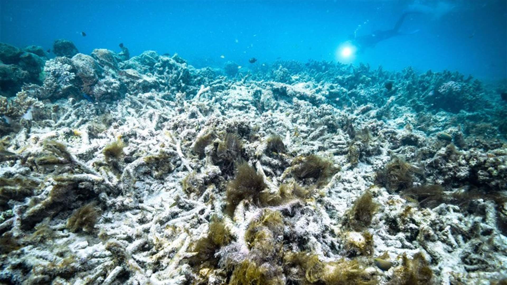 لجنة بالأمم المتحدة توصي بإدراج الحاجز المرجاني العظيم كتراث عالمي معرّض للخطر