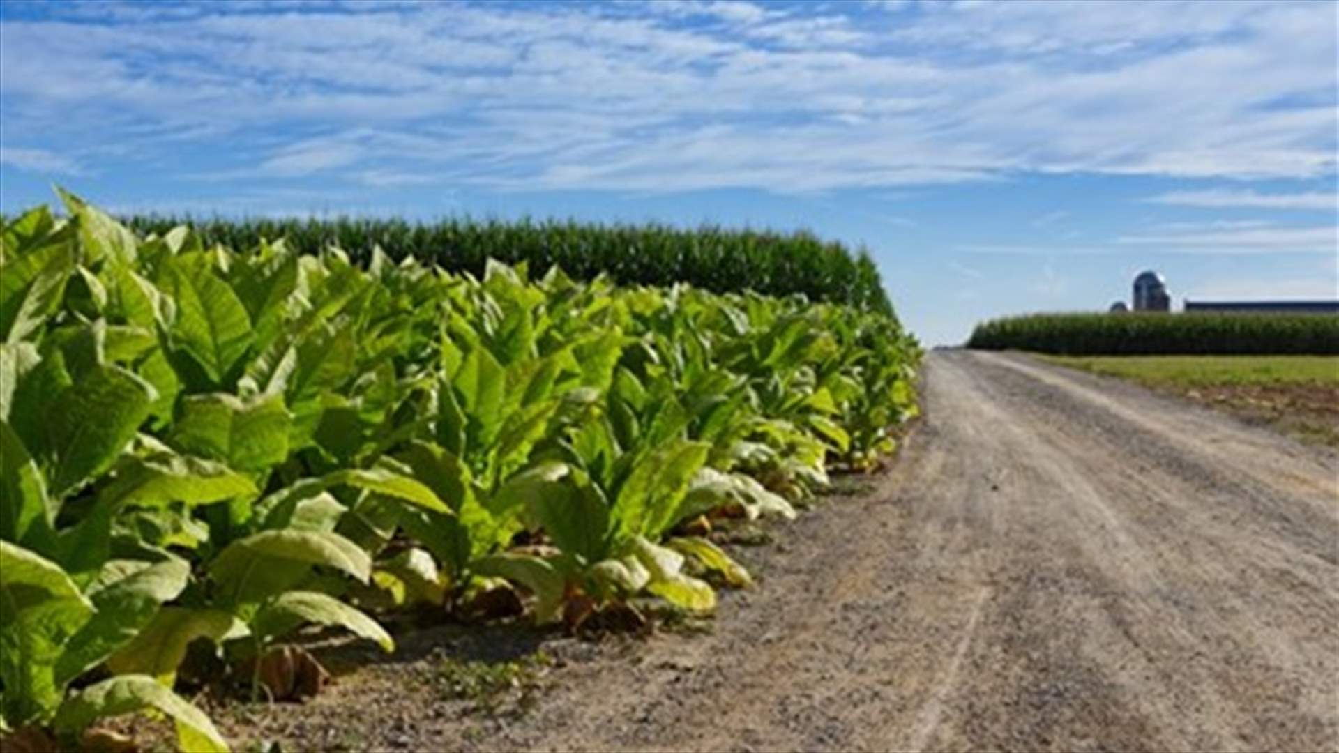 Lebanon’s tobacco plantation: A thriving role model for other sectors