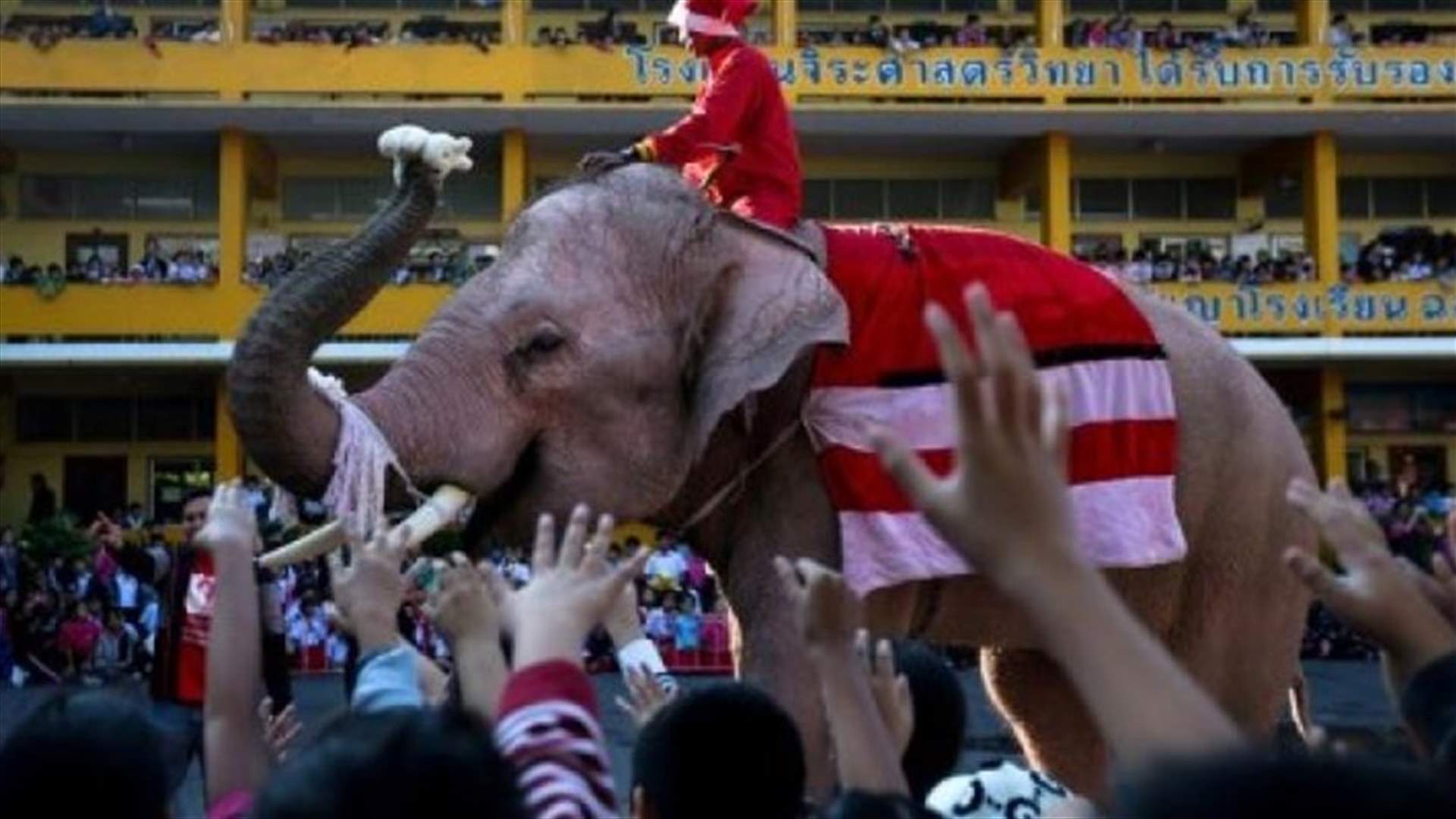 في تايلاند... الأفيال تساعد "بابا نويل" في توزيع الهدايا