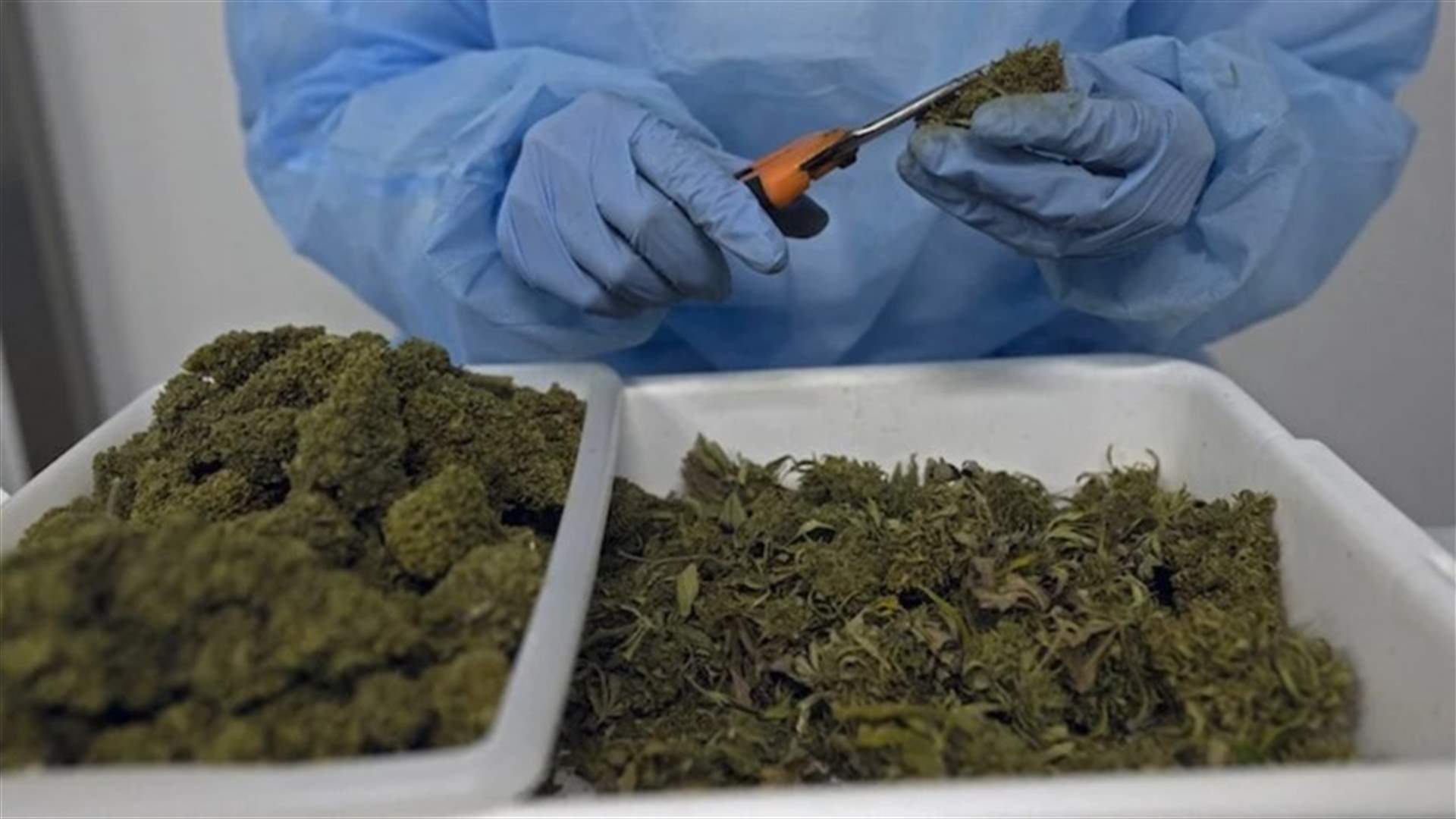 في الولايات المتحدة... عدد أكبر من الأطفال تناولوا بالخطأ منتجات القنّب