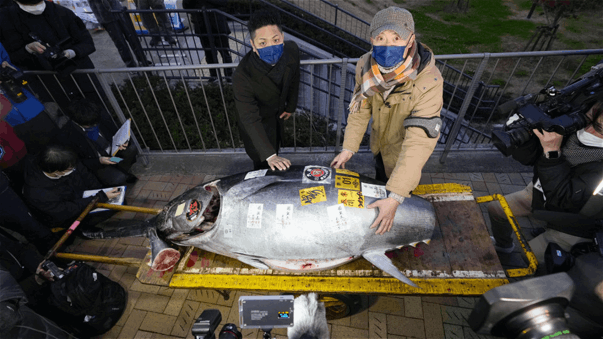 في مزاد رأس السنة... بيع سمكة تونة مقابل 273 ألف دولار في طوكيو (فيديو)