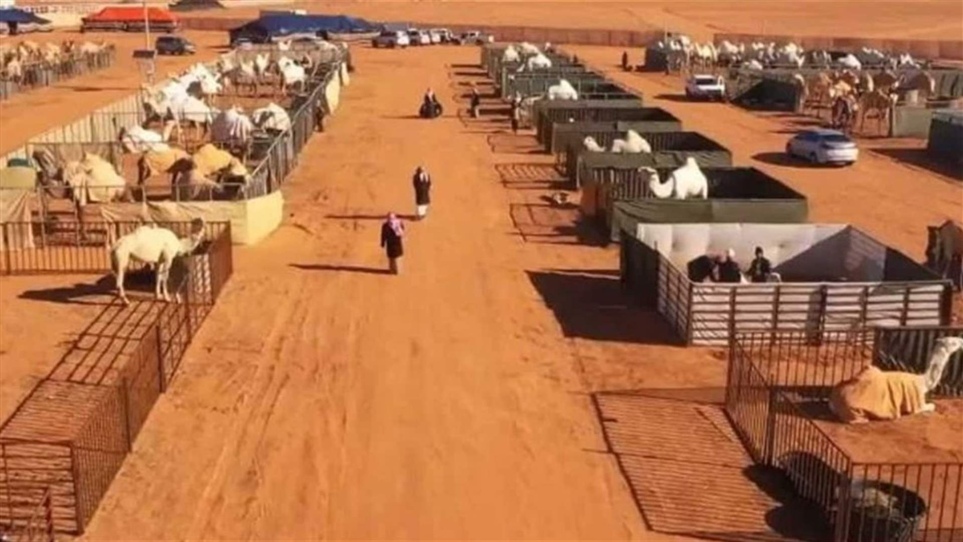 في صحراء الرياض... فندق لتدليل الإبل! (فيديو)