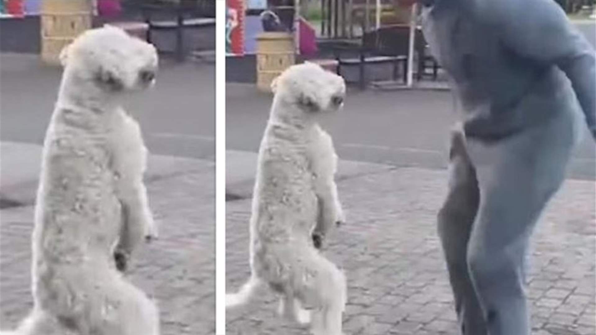 فيديو طريف... كلب يحطّم الرقم القياسي مع صاحبه برياضة القفز بالحبل (فيديو)