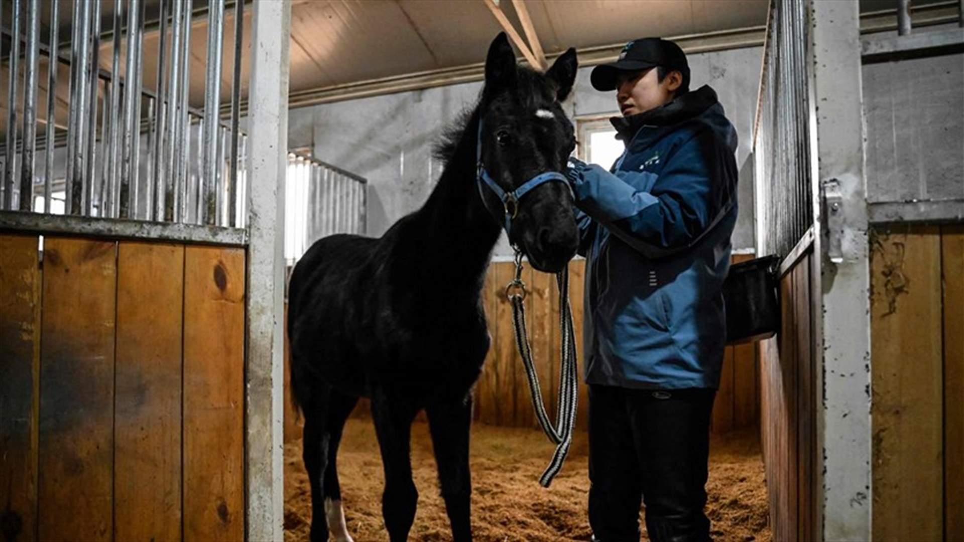 جوانغ جوانغ... أول حصان مستنسخ في الصين قد يفتح الآفاق لرياضة الفروسية