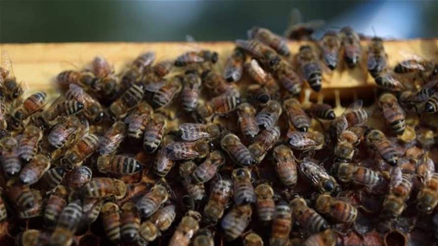 الولايات المتحدة توافق على استخدام أول لقاح في العالم لحماية النحل