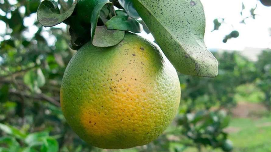 وباء "التنين الأصفر" يهدّد حمضيات البحر الأبيض المتوسط... ما هو؟