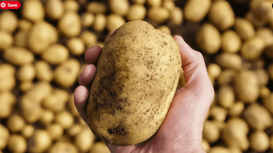 Lebanese potato suffers from Egyptian and Syrian competition