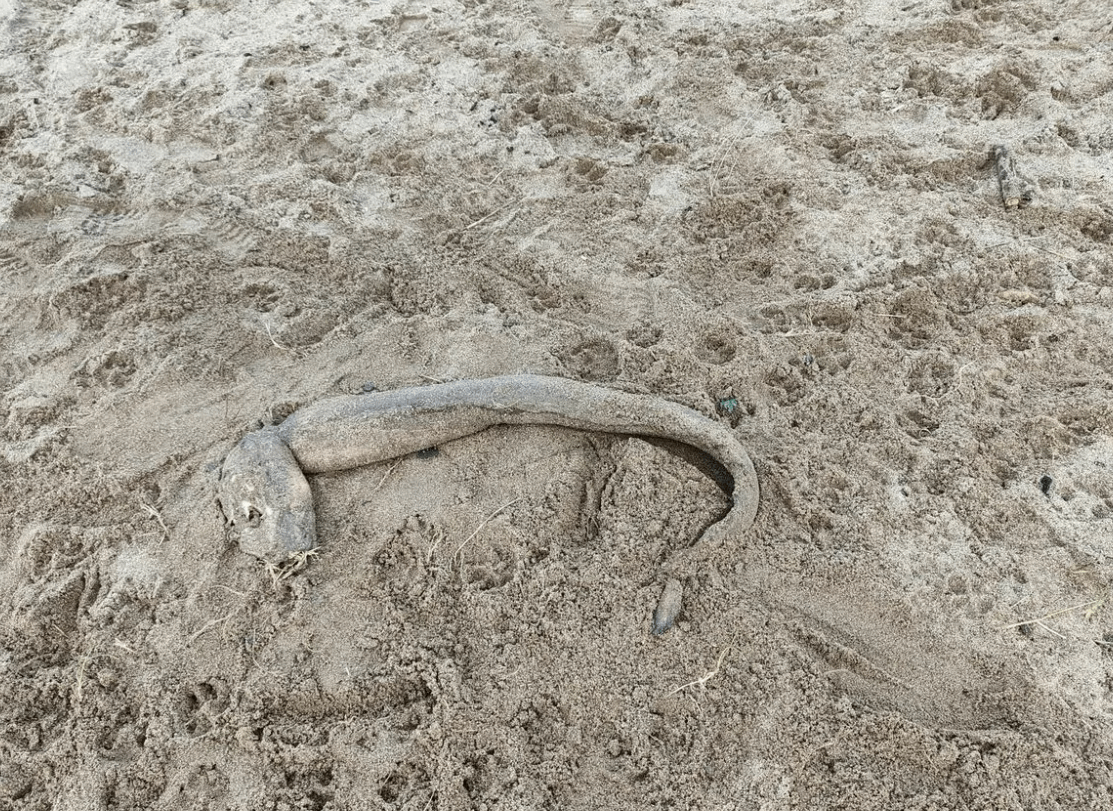 مخلوق بحري غامض أرعبها أثناء رحلتها مع ابنها على الشاطئ... كأنه من دون عيون! (صور)