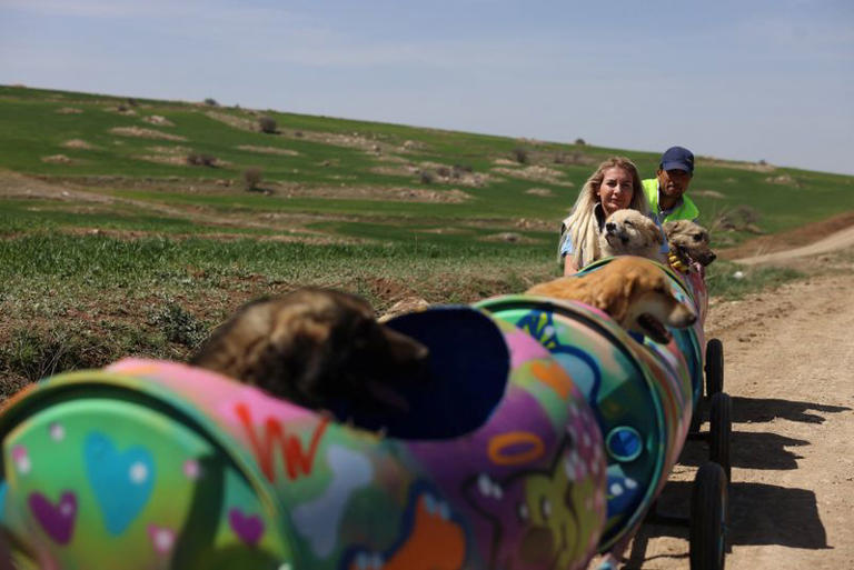 إصابة والدها بالشلل دفعتها لابتكار قطار مميز... براميل بلاستيكية وكلاب مصابة بإعاقة جسدية وهذه التفاصيل!