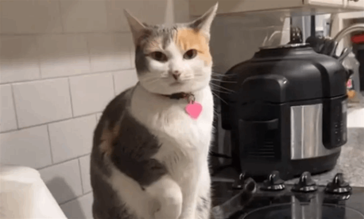 ما فعلته هذه القطة الغيورة للحصول على المزيد من الاهتمام لا يصدق... العقل المدبر !