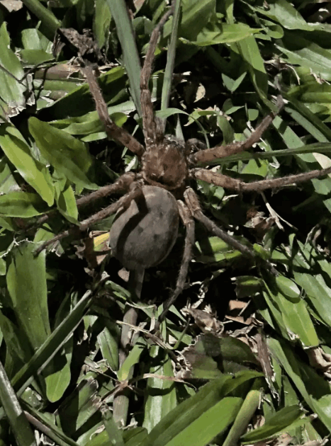 وجدت عنكبوتا حاملا ضخما داخل مكتبها... حجمه مرعب! (صور)