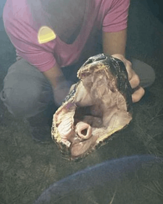  كان رأسها بحجم كرة القدم ... اصطادوا ثعبانا بحجم خيالي: ظنينا أنه تمساح! (صور)