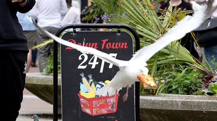 طائر نورس يثير هلع المارة يوميا... تعرفوا على غريغ الجائع ! (صور)