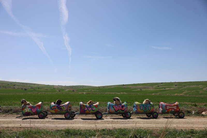 إصابة والدها بالشلل دفعتها لابتكار قطار مميز... براميل بلاستيكية وكلاب مصابة بإعاقة جسدية وهذه التفاصيل!