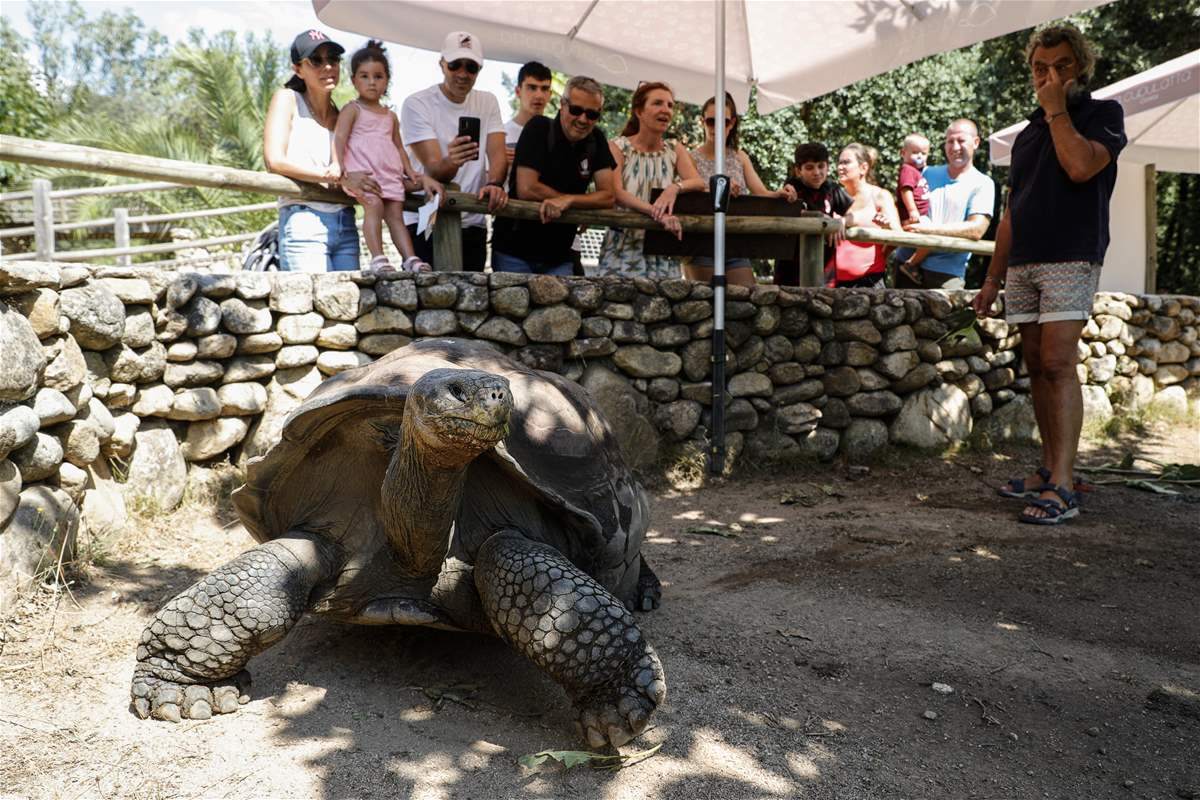 حدث عظيم... ولادة أول سلحفاة عملاقة مهددة بالإنقراض في فرنسا (صور)
