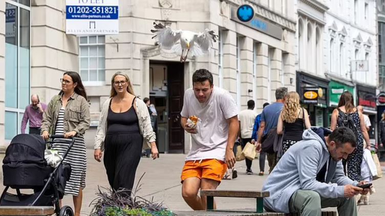 طائر نورس يثير هلع المارة يوميا... تعرفوا على غريغ الجائع ! (صور)