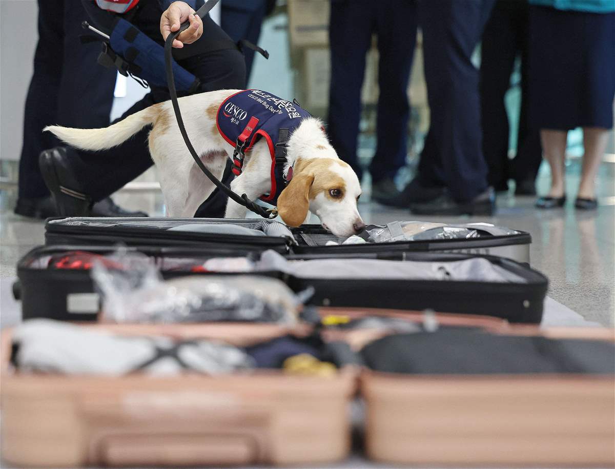 بعد عودة الرياضيين من باريس... كلب بوليسي في كوريا الجنوبية لمنع انتشار بق الفراش (صور)