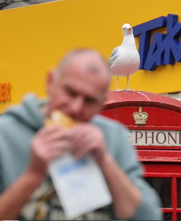 طائر نورس يثير هلع المارة يوميا... تعرفوا على غريغ الجائع ! (صور)