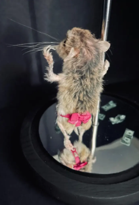 لن تصدقوا ما فعلته بحيوانها الأليف... حنطته ليصبح راقصة تعري ! (صور)