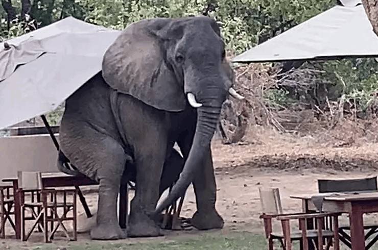 في مشهد طريف...شاهدوا ماذا فعل هذا الفيل في المقهى! (صور)