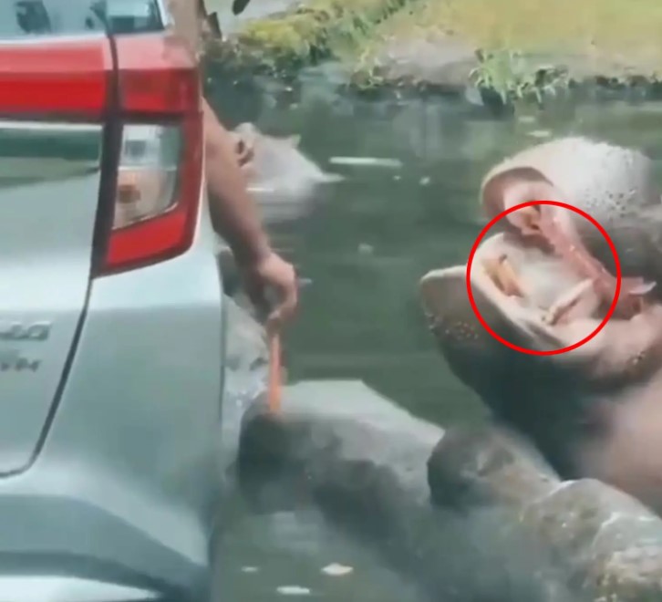 سائح أثار موجة غضب... ألقى كيسا بلاستيكيا في فم فرس النهر داخل محمية (صور)