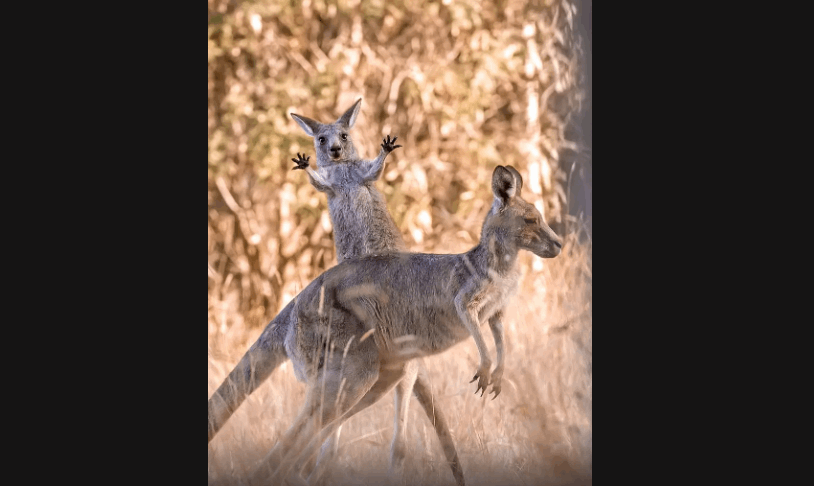 مواقف مضحكة لحيوانات برية...يتصرفون كالبشر (صور)