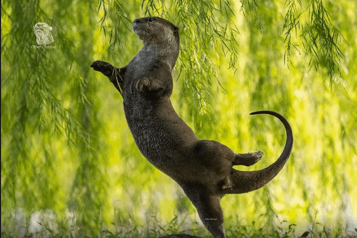 مواقف مضحكة لحيوانات برية...يتصرفون كالبشر (صور)