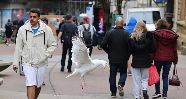 طائر نورس يثير هلع المارة يوميا... تعرفوا على غريغ الجائع ! (صور)