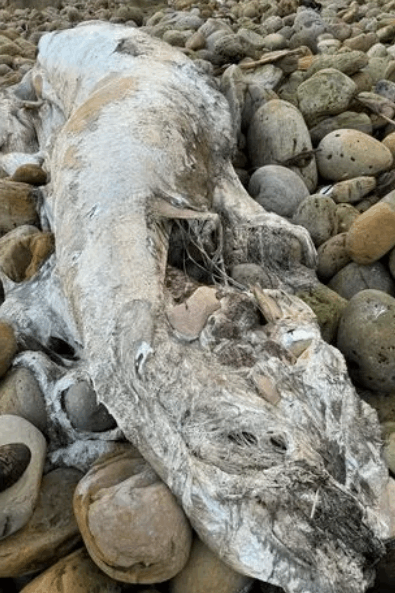 وحش بحري مجهول الهوية يظهر على شاطئ في هذا البلد... حجم الحيوان يوازي حجم 3 أشخاص! (صور)