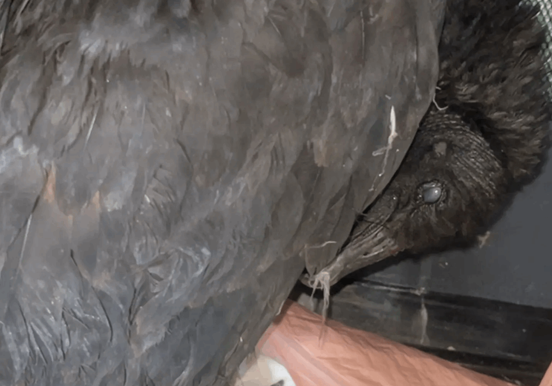 نسران أثارا ضجة غريبة... ظهرت عليهما علامات الاحتضار والموت ولكن الحقيقة خلف حالتهما مفاجئة ومضحكة! (فيديو)