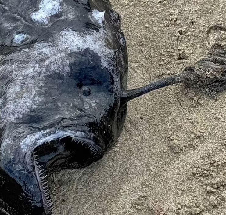 مخلوق مرعب بأسنان حادة... هذا ما عثر عليه السياح في الأوريغون! (صور)