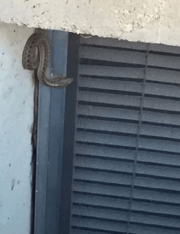  بدأت الرؤوس تظهر بين الشرائح الخشبية .. انتقلا إلى منزل جديد ثم أدركا أنهما ليسا بمفردهما: ما اكتشفاه مرعب! (صور)