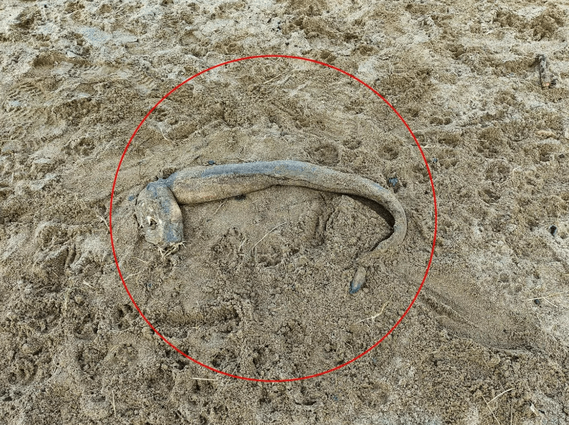 مخلوق بحري غامض أرعبها أثناء رحلتها مع ابنها على الشاطئ... كأنه من دون عيون! (صور)