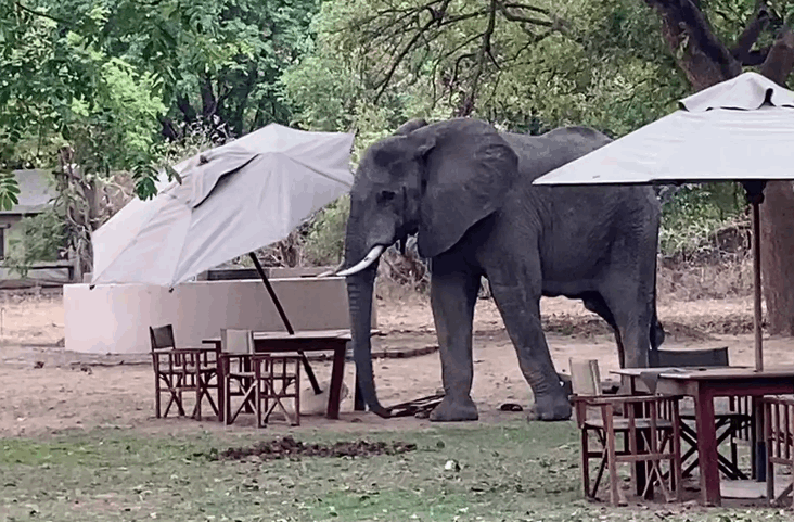 في مشهد طريف...شاهدوا ماذا فعل هذا الفيل في المقهى! (صور)