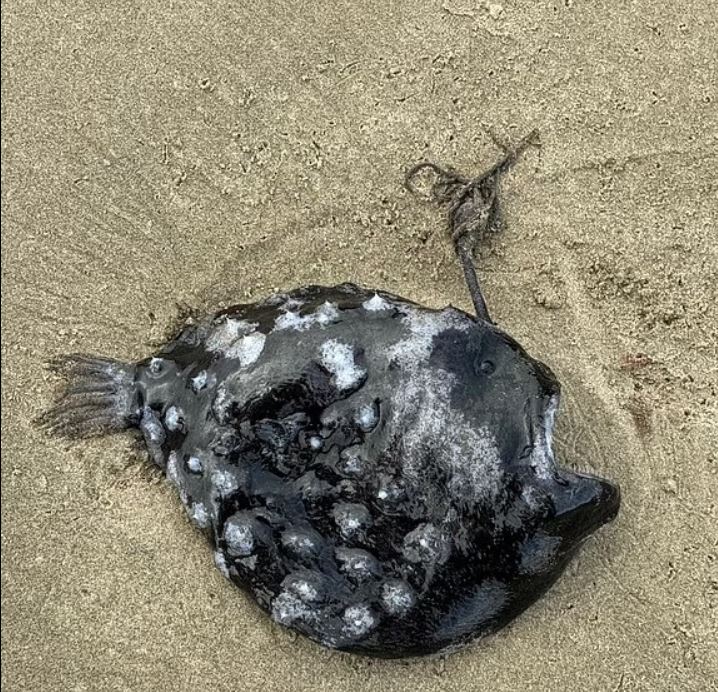 مخلوق مرعب بأسنان حادة... هذا ما عثر عليه السياح في الأوريغون! (صور)