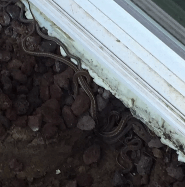  بدأت الرؤوس تظهر بين الشرائح الخشبية .. انتقلا إلى منزل جديد ثم أدركا أنهما ليسا بمفردهما: ما اكتشفاه مرعب! (صور)